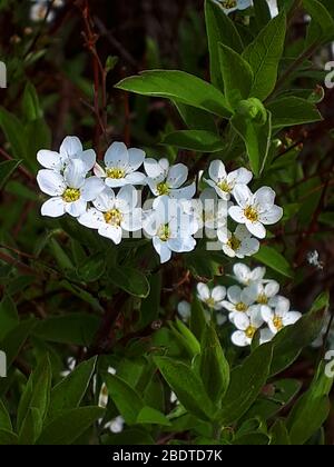 Eine der frühen Frühlingsblumen in Nordengland. Spirea (Spiraea cantoniensis). Auch Meadowsweet oder Maybush bekannt Stockfoto