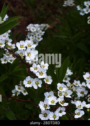 Eine der frühen Frühlingsblumen in Nordengland. Spirea (Spiraea cantoniensis). Auch Meadowsweet oder Maybush bekannt Stockfoto