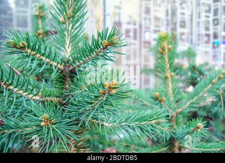 Kiefer mit kleinen aufkeimenden Zapfen. Fichtensprossen. Stockfoto