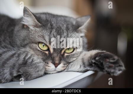 Schöne pelzige Katze mit gelben Augen und liegt und freut sich Stockfoto