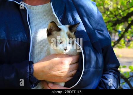 Ein Mann in blauer Jacke läuft mit einem niedlichen Kätzchen während der Quarantäne des Coronavirus COVID-19 auf der Straße. Schöne Katze mit blauen Augen, Britisch Stockfoto