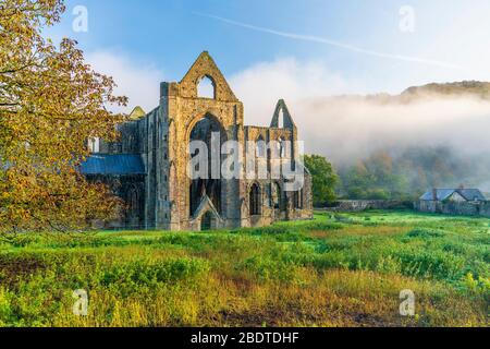 Die Ruinen der zisterziensischen Abtei Tintern aus dem 12. Jahrhundert im Wye Valley, Wales, Großbritannien, Europa Stockfoto