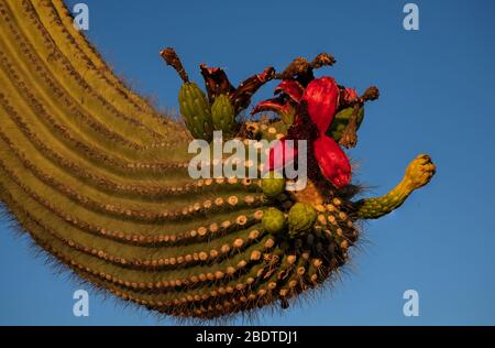 Saguaro Kaktus, (Carnegiea gigantea), tragen während der Sommersaison Früchte im Ironwood Forest National Monument, Sonoran Desert, Eloy, Arizona, USA. Stockfoto