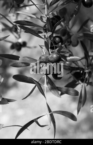 Schwarze Olive (Olea europaea) wächst an wilden Olivenbäumen. Schwarzweiß getöntes Bild. Stockfoto