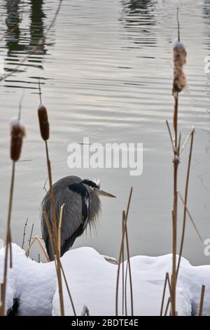 Großer blauer Reiher im Schnee. Ein großer blauer Reiher steht auf einem schneebedeckten Flussufer. Stockfoto