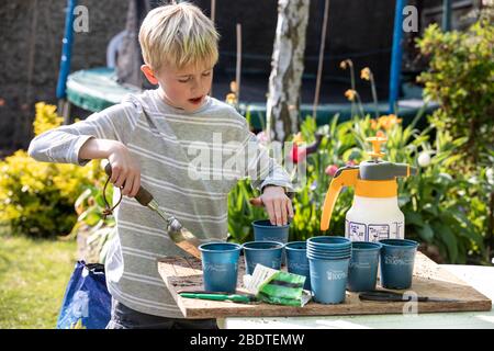 9 Jahre alter Junge, der an einem Frühlingstag in England, Großbritannien, Gemüsepflanzen in seinem Garten eintopfte Stockfoto