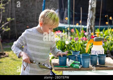 9 Jahre alter Junge, der an einem Frühlingstag in England, Großbritannien, Gemüsepflanzen in seinem Garten eintopfte Stockfoto