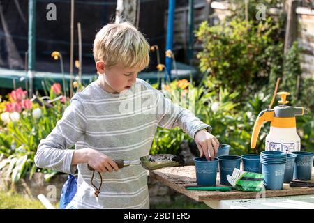 9 Jahre alter Junge, der an einem Frühlingstag in England, Großbritannien, Gemüsepflanzen in seinem Garten eintopfte Stockfoto