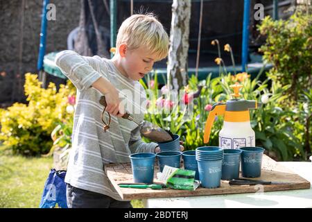 9 Jahre alter Junge, der an einem Frühlingstag in England, Großbritannien, Gemüsepflanzen in seinem Garten eintopfte Stockfoto