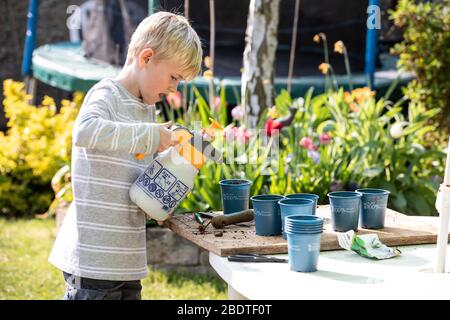 9 Jahre alter Junge, der an einem Frühlingstag in England, Großbritannien, Gemüsepflanzen in seinem Garten eintopfte Stockfoto