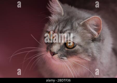 Grau flauschig verspielte Katze mit gelben Augen auf einem rosa Hintergrund close-up, kopieren space.Beautiful Katze. Stockfoto