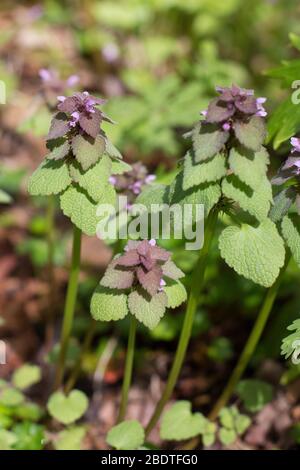 Lamium purpureum - rote Totnessel. Stockfoto