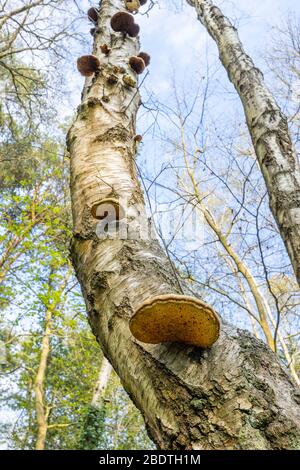 Birke Polyphore Bracket Pilz (Fomitopsis betulina) wächst aus dem Stamm einer sterbenden Silberbirke (Betula Pendula) Baum in den Waldgebieten in Surrey, Großbritannien Stockfoto