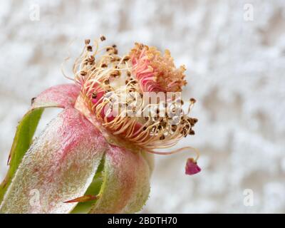 Anatomische Details einer isolierten Rosenblüte ohne Blütenblätter Stockfoto