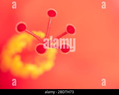 Details von leuchtend roten orangefarbenen Hibiskus-Stelzen Stockfoto
