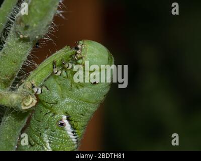 Tomatenhornwurm, Manduca quinquemaculata, Nahaufnahme der Raupe, die auf einem Tomatenpflanzenstiel isst Stockfoto