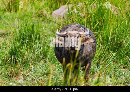 Wasserbüffel auf grünem Gras stehend, die zu einer Kamera schauend Stockfoto