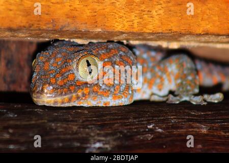 Tokay Gecko auf Holz in einem Haus in Laos Stockfoto