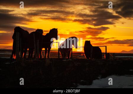 Islandpferde (Equus ferus caballus) bei Sonnenuntergang in isländischer Landschaft, Island Stockfoto