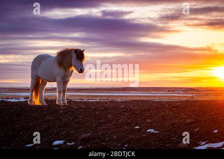 Isländisches Pferd (Equus ferus caballus) bei Sonnenuntergang in isländischer Landschaft, Island Stockfoto