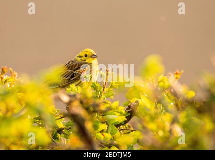 Yellowhammer, Emberiza citrinella, im britischen Coutnryside, März 2020 Stockfoto