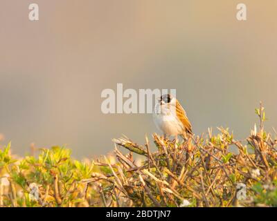 Gewöhnlicher Schilfhämmer, Emberiza Schoeniclus, auf einer Hecke in der Nähe von Meppershall, Bedfordshire, Großbritannien Stockfoto