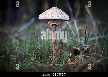 Sonnenschirmpilz im Wald bei GroÃŸ KÃ¶ris, Deutschland Stockfoto