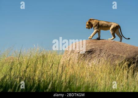 Ein junger Löwe geht auf einem Felsen, der von hohem Gras umgeben ist Stockfoto
