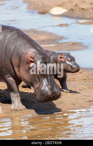 Ein Nilpferd und sein kleiner Spaziergang am Ufer eines Flusses Stockfoto