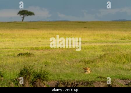 Im späten Nachmittag, eine Löwin ruht im Gras Stockfoto