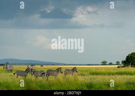 Mehrere Zebras wandern in den Ebenen Afrikas unter einem stürmischen Himmel Stockfoto