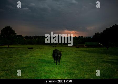 Ländliche Farm Landschaft Rinder und Blitzsturm in Pennsylvania Stockfoto