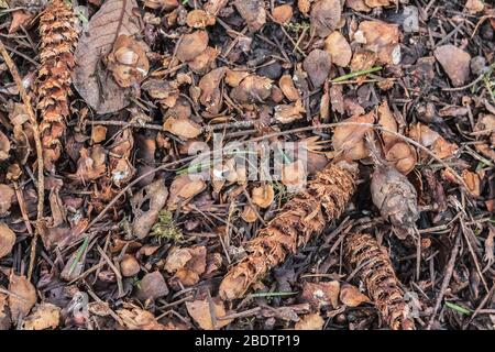 Ausrangierte Samenmäntel und halbgefressene Douglasie-Tannenzapfen, die von einem Roten Eichhörnchen hinterlassen wurden, liegen in einem verworrenen Midden auf dem Waldboden. Stockfoto