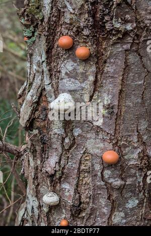 Kleine junge Poren (Bracket Pilzen) wachsen im Frühjahr auf einem toten Tannenstamm. Polyporen helfen bei der Ökologie natürlicher Wälder durch Zersetzung von Totholz. Stockfoto