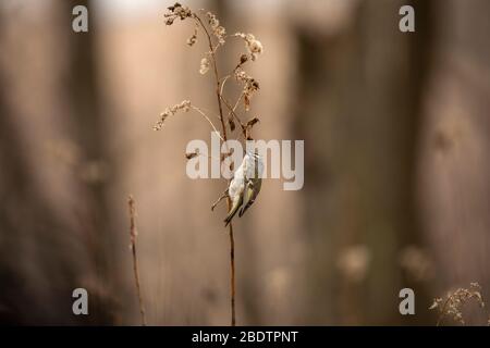 Golden - gekröntes Königskelchen im Frühlingswald das goldgekrönte Königskelchen ist ein sehr kleiner amerikanischer singvogel Stockfoto