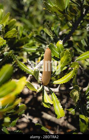 Banksia wie auf dem Malabar Headland National Park Coastal Walk gesehen. Stockfoto