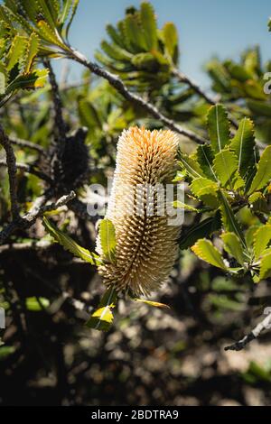 Banksia wie auf dem Malabar Headland National Park Coastal Walk gesehen. Stockfoto