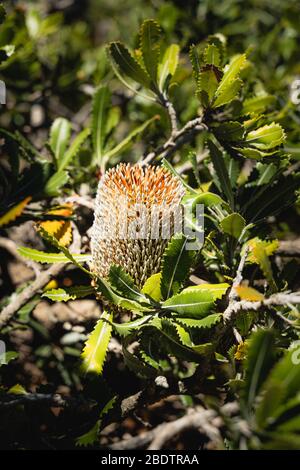 Banksia wie auf dem Malabar Headland National Park Coastal Walk gesehen. Stockfoto