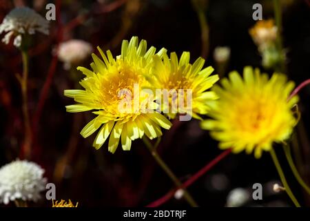 Zwei gelbe Löwenzahn in der Anza Borrego Wüste im Süden Kaliforniens. Stockfoto