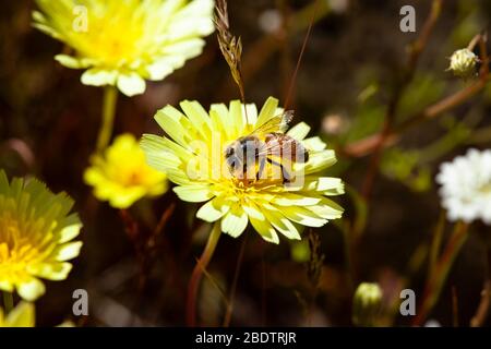 Eine Biene, die einen gelben Löwenzahn in der Anza Borrego Wüste, Südkalifornien bestäubt. Stockfoto