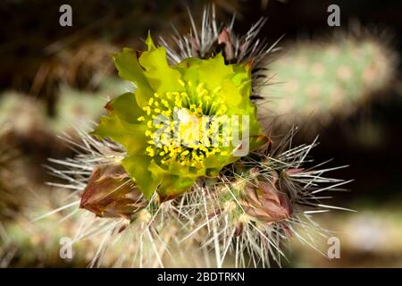 Nahaufnahme Makro einer gelben Blume auf einem Kaktus in der Wüste Anza Borrego in Südkalifornien. Stockfoto