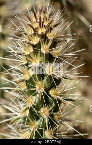Ein Zweig eines Kaktus in der Anza Borrego Wüste in Südkalifornien Stockfoto