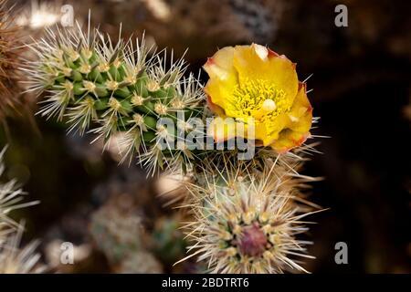 Eine gelbe Blume, die auf einem Kaktus in der Anza Borrego Wüste im Süden Kaliforniens blüht. Stockfoto