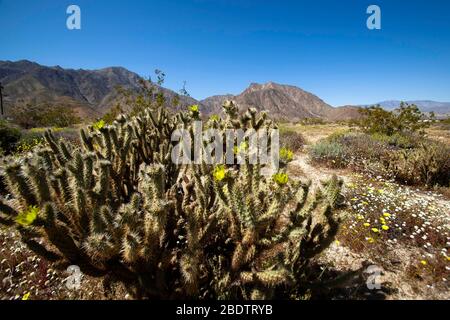 Landschaft eines Kaktus und Berge in der Anza Borrego Wüste in Südkalifornien. Stockfoto