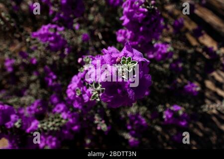 Gruppe von lila Blüten in der Anza Borrego Wüste in Südkalifornien. Stockfoto