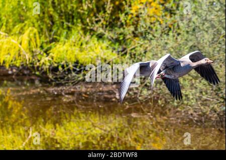 Zwei Graugänse fliegen im Formationsflug über einen Fluss Stockfoto