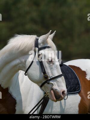 Portrait of Paint Horse Head Shot mit englischem Leder Trail-Zügel mit Clip Off Zügel und Stern am Kopf Stall sauberes weißes Pferd mit braunen Aufnäher Stockfoto