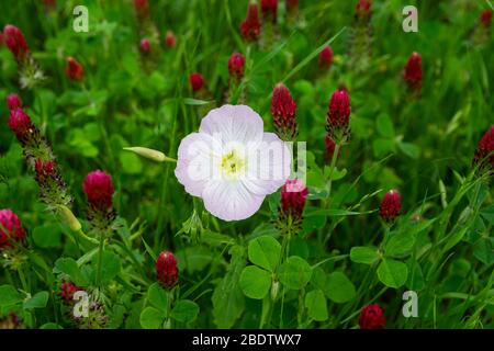 Eine zarte, hellrosa und gelbe Buttercup-Blume kontrastiert mit dem dunklen Rot eines Flecks von Crimson Clover blüht um sie herum. Stockfoto