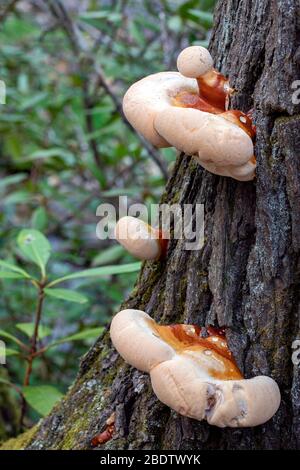 Ganoderma Arten von Polyporenpilzen wachsen auf Baumrinde - Pisgah National Forest, Brevard, North Carolina, USA Stockfoto