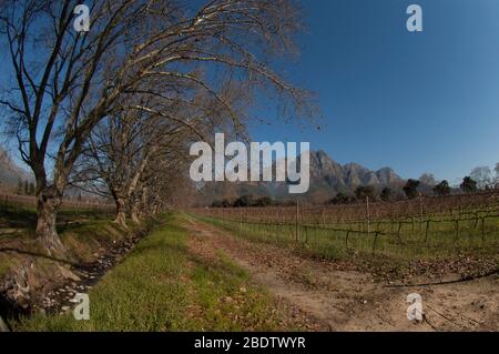 Weinberge, durch Reihe von Bäumen, Boschendal Winery, Franschoek, in der Nähe von Kapstadt, Südafrika Stockfoto